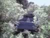 truck in a jungle.jpg (82kb)